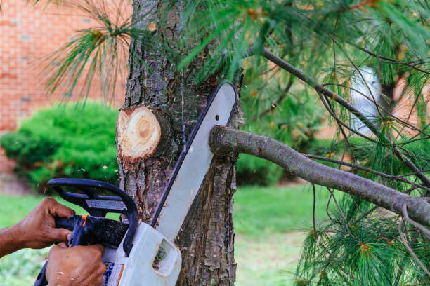 How Our Tree Care Process Works  in Richton Park, IL